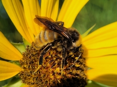 Bombus pensylvanicus