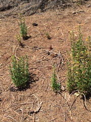 Diplacus aurantiacus