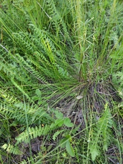 Festuca rupicola