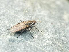 Fucellia