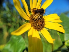 Bombus pensylvanicus
