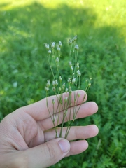 Eremogone longifolia