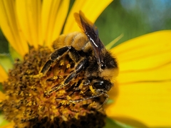 Bombus pensylvanicus