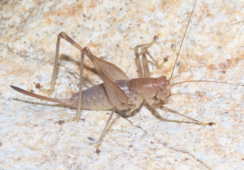 Genus Petropedes · iNaturalist