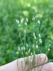 Eremogone longifolia