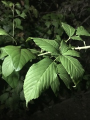 Rubus allegheniensis