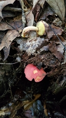 Xerocomellus intermedius