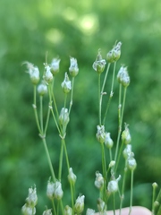 Eremogone longifolia