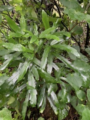 Pseudopanax crassifolius × lessonii