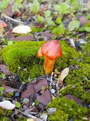 Hygrocybe coccinea