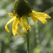 Klamath Cone-Flower - Photo (c) Todd Ramsden, some rights reserved (CC BY-NC), uploaded by Todd Ramsden