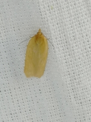 Aphelia viburnana