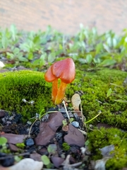 Hygrocybe coccinea