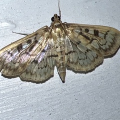 Herpetogramma