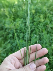 Eremogone longifolia