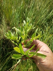 Rumex maritimus