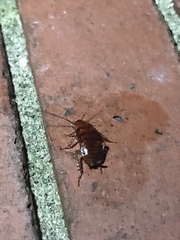 Periplaneta fuliginosa