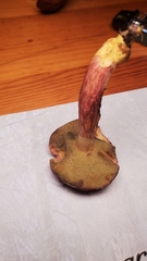 Xerocomellus intermedius