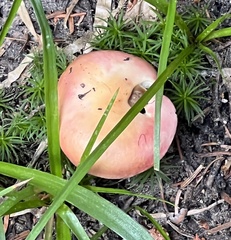 Russula bicolor