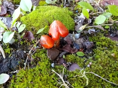 Hygrocybe coccinea