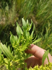 Rumex maritimus