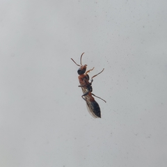 Pseudomyrmex gracilis