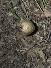 Amphibolips quercusinanis