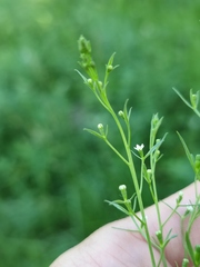 Thesium ramosum