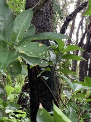 Cephaleuros lagerheimii