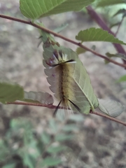 Lymantriinae