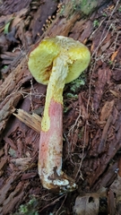 Hemileccinum rubropunctum
