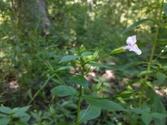 Mimulus ringens