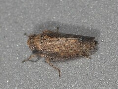 Texananus longipennis