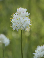 Triantha occidentalis occidentalis