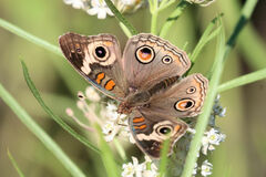 Junonia grisea