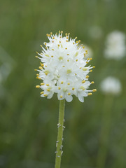 Triantha occidentalis occidentalis