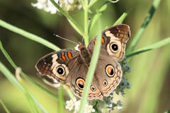 Junonia grisea