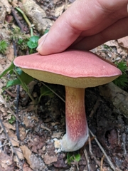 Baorangia bicolor