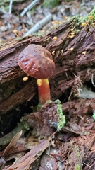 Hemileccinum rubropunctum