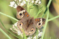 Junonia grisea