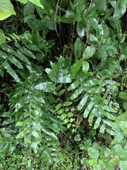 Asplenium oblongifolium