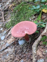 Baorangia bicolor