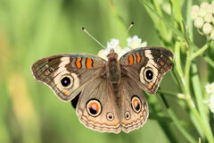 Junonia grisea
