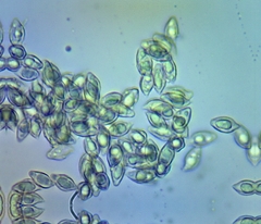 Agaricales