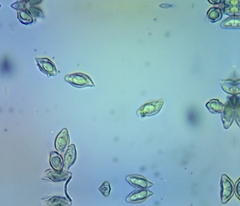 Agaricales