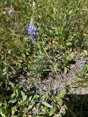 Lupinus argenteus
