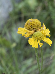 Helenium bigelovii