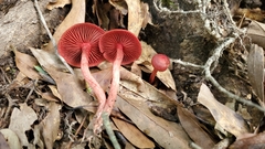 Cortinarius marylandensis