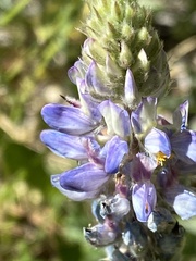 Lupinus argenteus
