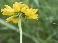 Helenium bigelovii